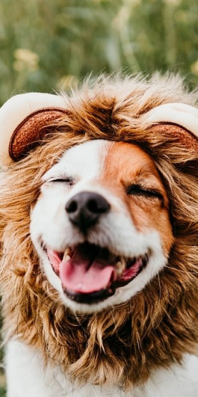 cute-jack-russell-dog-wearing-lion-costume-on-head-2022-02-01-21-17-46-utc-min.jpg cute-jack-russell-dog-wearing-lion-costume-on-head-2022-02-01-21-17-46-utc-min.jpg
