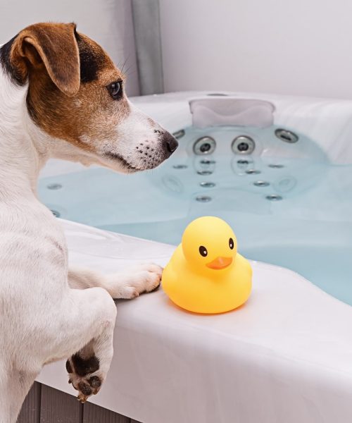 cute-jack-russell-terrier-with-favorite-yellow-rub-2022-08-01-03-03-12-utc-min.jpg cute-jack-russell-terrier-with-favorite-yellow-rub-2022-08-01-03-03-12-utc-min.jpg